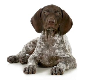 GSP-Puppy-Pic